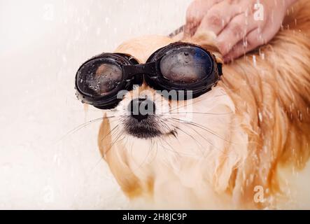 The Pomeranian washes and takes a shower. The dog is washed in the bathroom with goggles Stock Photo