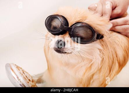 The Pomeranian washes and takes a shower. The dog is washed in the bathroom with goggles Stock Photo