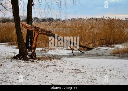 Broken tree by the lake against the backdrop of dry reeds on a sunny winter day. Day. Stock Photo