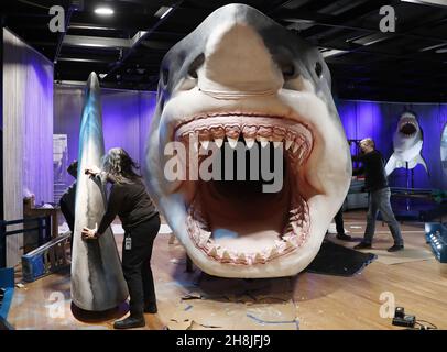 New York, United States. 30th Nov, 2021. Workers from the American Museum of Natural History Exhibition craft and assemble a massive, 27-foot-long, 10-foot-tall model of the ancient shark megalodon as part of the American Museum of Natural History's new exhibition Sharks opening December 15 in New York City on Tuesday, November 30, 2021. Photo by John Angelillo/UPI Credit: UPI/Alamy Live News Stock Photo