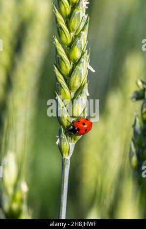ladybug sits on a green ear of wheat Stock Photo