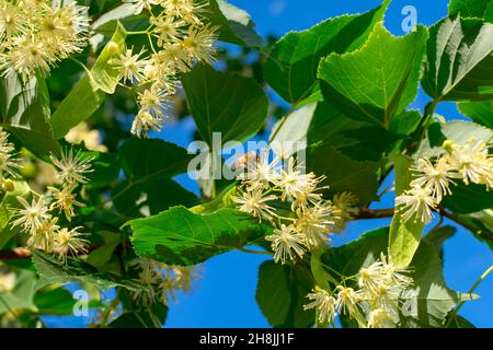 Linden flowers on branches in green leaves against a background of blue sky. Summer bloom. Stock Photo