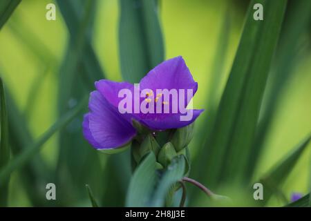 Beautiful blue flowers tradescantia on a blurred background.. Stock Photo
