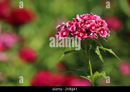 The blossoming Turkish carnation. The Turkish carnation red with white against blurred background. Stock Photo