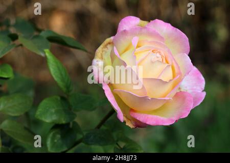 Pink rose flower on a blurred background. Selective focus. Copy space. Stock Photo