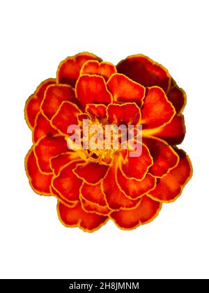 One large marigold flower, close-up shot, top view. The flower is isolated on a white background. Stock Photo