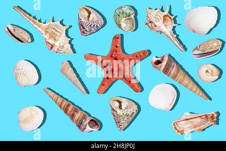 Seashells isolated background. Sea shells and ocean decor on empty white surface. . High quality photo Stock Photo