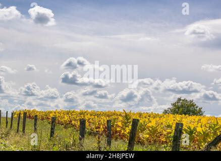 A field of tabacco under cloudy skies in rural north eastern Tennessee. Stock Photo