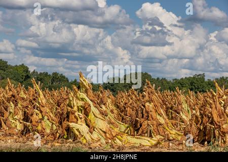 Tabacco field under cloudy skies in north eastern Tennessee, USA. Stock Photo