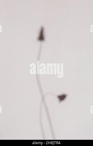 Minimal summer concept with plant stems with buds. Light and shadow on wall. Soft pastel backdrop. Natural background Stock Photo