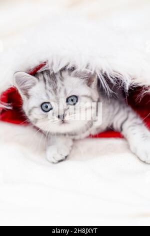 Christmas cat Little curious funny striped kitten in Christmas red Santa hat on white background Stock Photo