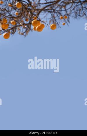 Concept of autumn, health and ecology. Oranges hang on dry branches without leaves against a blue sky. Copy space, vertical frame. Stock Photo