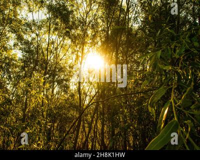 Deep forest conceptual photo, green trees and summer sun Stock Photo