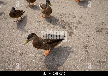 Group of ducks walking on the pathway of a park Stock Photo - Alamy