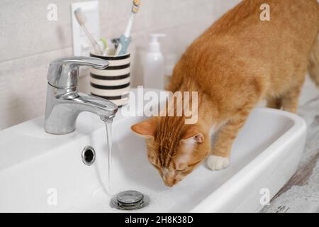 Cat drinking water from sink faucet. Thirsty ginger cat at home bathroom Stock Photo