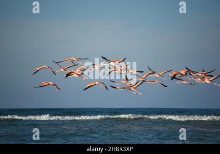 A large group of beautifully colorful wild Flamingos in flight over the ocean just off the coast of remote Mayaguana island in the Bahamas. Stock Photo
