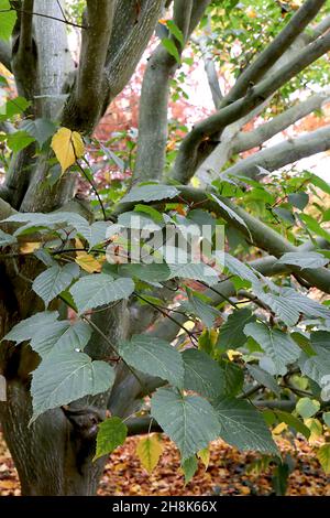Acer capillipes snake-bark maple – heart-shaped shallowly lobed large dark green leaves and olive green bark with vertical white stripes,  November,UK Stock Photo