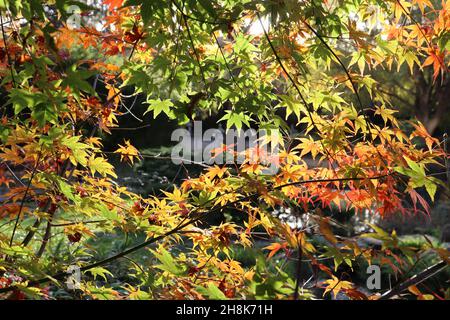 Acer palmatum ‘Momiji’ Japanese maple Momiji – mid green, red, orange and yellow leaves with serrated margins,  November, England, UK Stock Photo