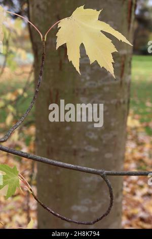 Acer saccharinum silver maple – five-lobed yellow leaves and olive green bark with silver blotches and vertical brown lenticels,  November, England,UK