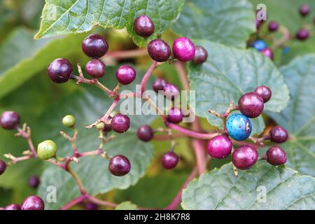 Ampelopsis glandulosa var heterophylla porcelain berry – corymbs of purple, blue and pink glossy berries, heart-shaped leaves,  November, England, UK Stock Photo