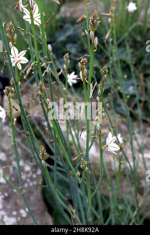 Asphodelus fistulosus onion weed – star-shaped white flowers with green stripes, grey green linear leaves,  November, England, UK