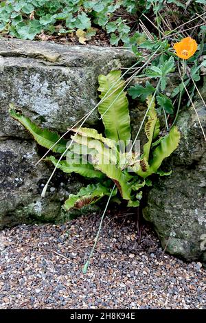 Asplenium scolopendrum Harts Tongue fern – glossy undivided wavy fresh green fronds and brown sori stripes,  November, England, UK Stock Photo