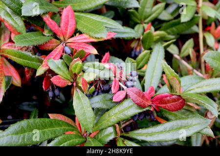 Berberis julianae wintergreen barberry – purple berries and rich green and red lance-shaped leaves with spiny margins,  November, England, UK Stock Photo