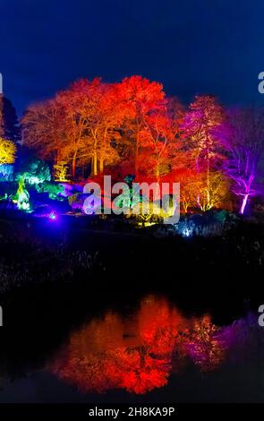 Multi-coloured trees on the Rockery and reflections illuminated at Glow 2021, the annual Christmas illuminations event at RHS Garden, Wisley, Surrey Stock Photo