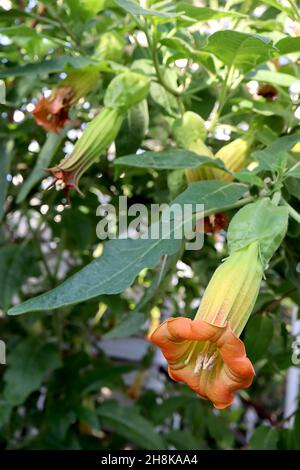 Brugmansia sanguinea red angel’s trumpet - long funnel-shaped large orange flowers with pale green tube and short reflexed pointed petal ends,  UK Stock Photo