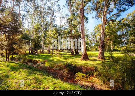 Lilydale to Warburton Rail Trail in Australia Stock Photo