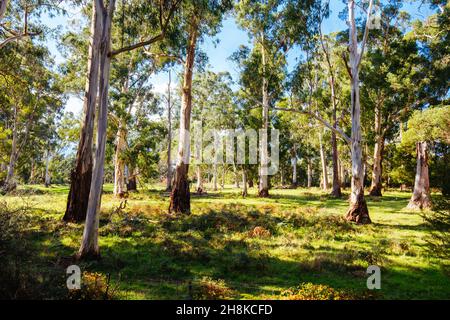 Lilydale to Warburton Rail Trail in Australia Stock Photo