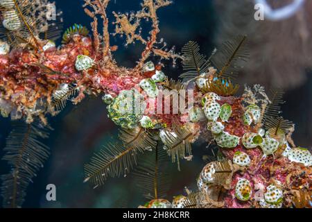 tunicate is a marine invertebrate animal, a member of the subphylum Tunicata /tjuːnɪˈkeɪtə/. It is part of the Chordata, a phylum Stock Photo