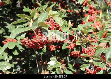 Cotoneaster lacteus late cotoneaster – large stalked clusters of glossy round red berries and dark green ovate leaves,  November, England, UK Stock Photo