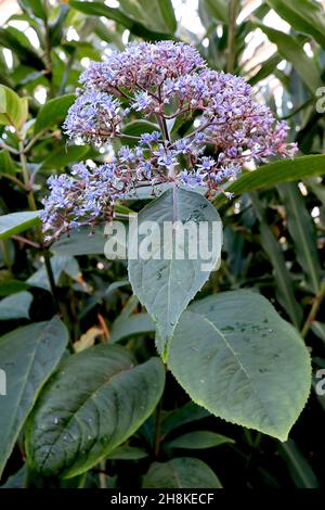 Dichroa versicolor evergreen hydrangea - broad corymbs of violet blue flowers, broad ovate dark green leaves,  July, England, UK Stock Photo