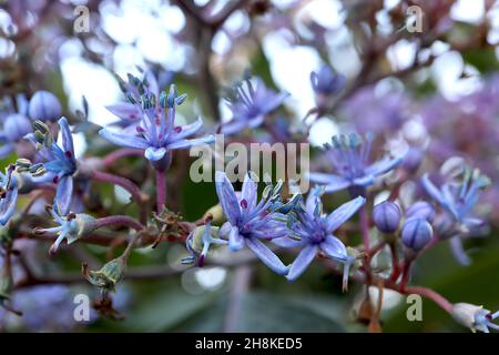 Dichroa versicolor evergreen hydrangea - broad corymbs of violet blue flowers, broad ovate dark green leaves,  July, England, UK Stock Photo