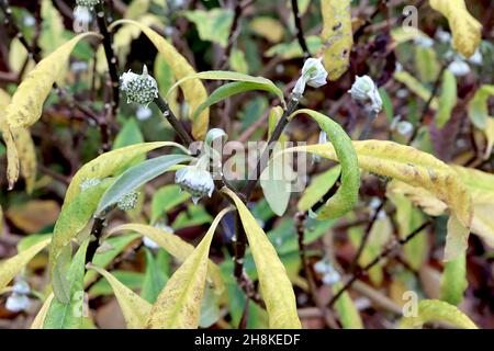 Edgeworthia chrysantha Paperbush – hemispherical tightly packed light green flower buds, yellow and mid green downcurled leaves,  November, England,UK Stock Photo