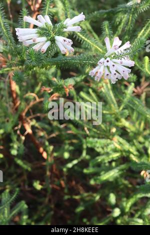 Erica verticillata whorl heath – globose flower heads of long white tubular flowers and whorls of needle-like leaves,  November, England, UK Stock Photo