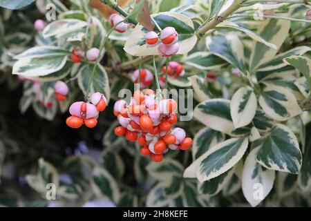 Euonymus fortunei ‘Emerald ‘n’ Gold’ Fortune’s spindle Emerald and Gold – split seed pods with orange seeds, yellow ovate leaves with green splashes, Stock Photo