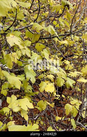 Ficus carica fig tree – large light yellow green deeply lobed leaves,  November, England, UK Stock Photo