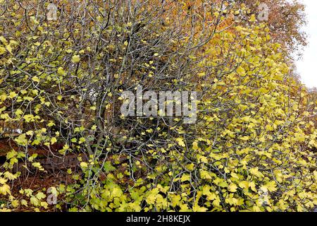 Ficus carica fig tree – large light yellow green deeply lobed leaves,  November, England, UK Stock Photo