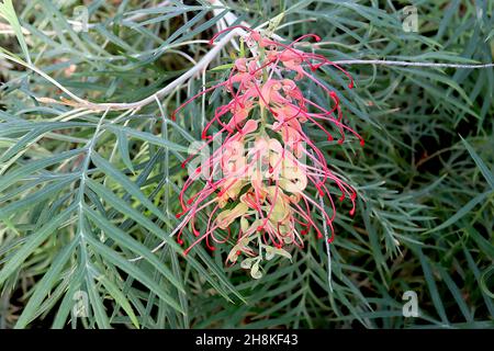 Grevillea ‘Coastal Sunset’ spider flower Coastal Sunset - barrel-shaped cluster of tubular pale green flowers with long curled pink anthers,  November Stock Photo