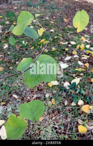 Hamamelis mollis Chinese witch hazel – sparse and ovate bright green leaves, November, England, UK Stock Photo