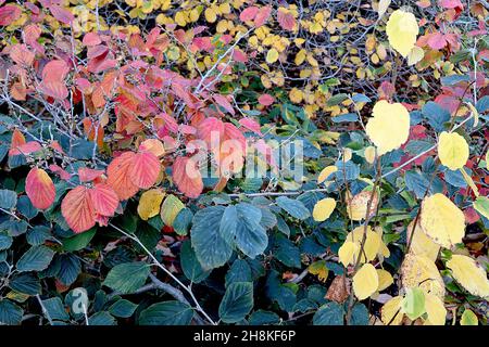 Hamamelis vernalis Ozark witchhazel – oval yellow, orange, red and dark green leaves, November, England, UK Stock Photo