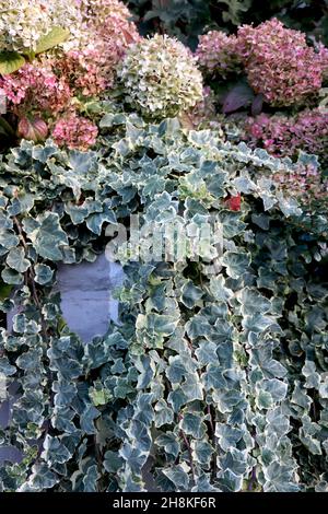 Hedera helix ‘White Wonder’ / ‘Glacier’ English ivy - medium heart-based grey green ivy leaves with cream margins,  November, England, UK Stock Photo