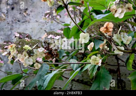 Hydrangea aspera subsp aspera Villosa Group rough-leaved hydrangea – dried petals and flower buds, wide ovate dark green leaves,  November, England,UK Stock Photo