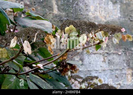 Hydrangea aspera subsp aspera Villosa Group rough-leaved hydrangea – dried petals and flower buds, wide ovate dark green leaves,  November, England,UK Stock Photo