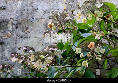 Hydrangea aspera subsp aspera Villosa Group rough-leaved hydrangea – dried petals and flower buds, wide ovate dark green leaves,  November, England,UK Stock Photo