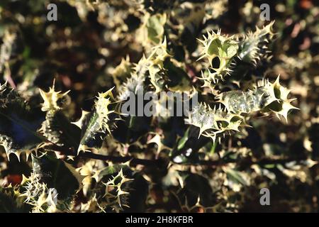 Ilex aquifolium ‘Ferox Argentea’ silver hedgehog holly – mid green leaves with cream margins, spiky topside and margins,  November, England, UK Stock Photo