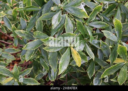 Illicium anisatum Japanese star anise – glossy lance-shaped dark green leaves with yellow margins,  November, England, UK Stock Photo