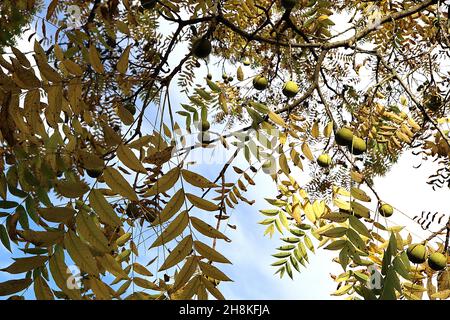 Juglans nigra black walnut tree – large round green fruit and yellow pinnate leaves,  November, England, UK Stock Photo